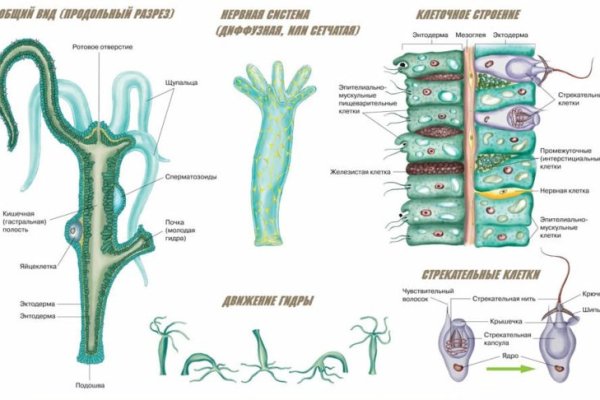 Kraken что это за магазин