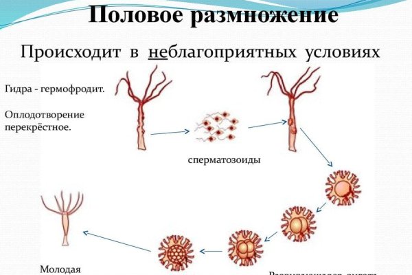 Актуальный адрес кракена