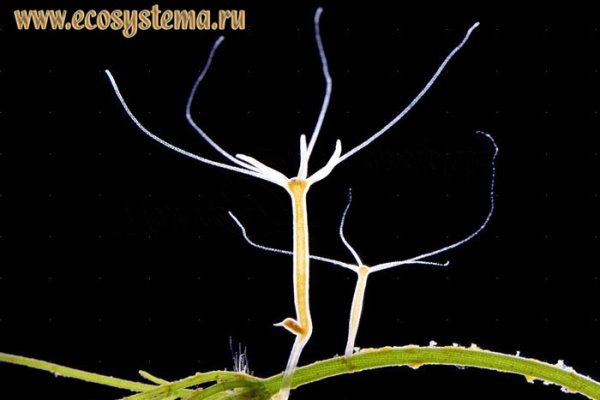 Kraken ссылка зеркало официальный