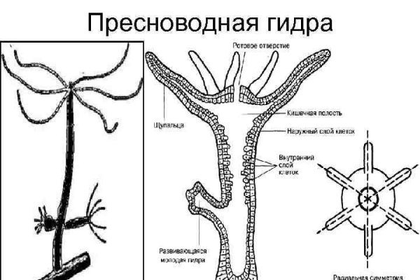 Кракен дарк